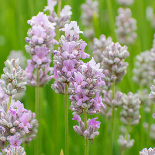 3.5" Lavender Plant "Melissa"