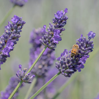 3.5" Lavender Plant "Hidcote Giant"