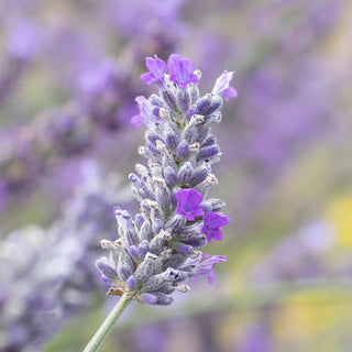 3.5" Lavender Plant "Silver Frost"
