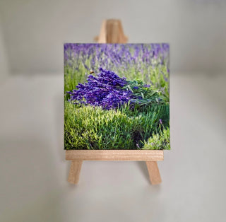 Mini Canvas Prints of Purple Haze w/Easel