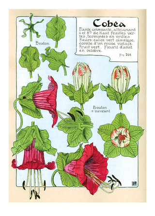 Art Nouveau in Bloom Boxed Greeting Card Set