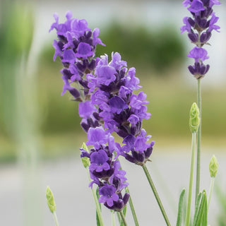 3.5" Lavender Plant "Royal Velvet"