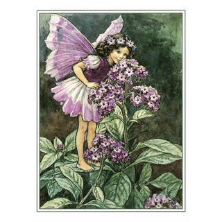 Flower Faerie Post Cards- Boxed Set
