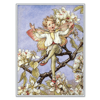 Flower Faerie Post Cards- Boxed Set