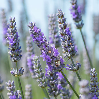 3.5" Lavender Plant "Provence"