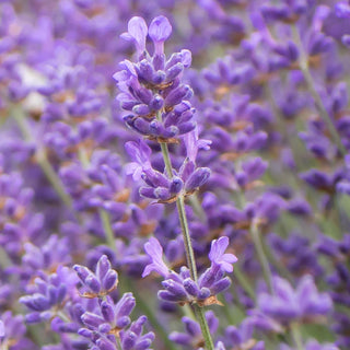 3.5" Lavender Plant "Folgate"