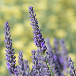 3.5" Lavender Plant "Grosso"