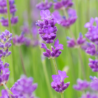 3.5" Lavender Plant "Sachet"