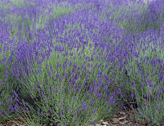 3.5" Lavender Plant "Mitcham Gray"